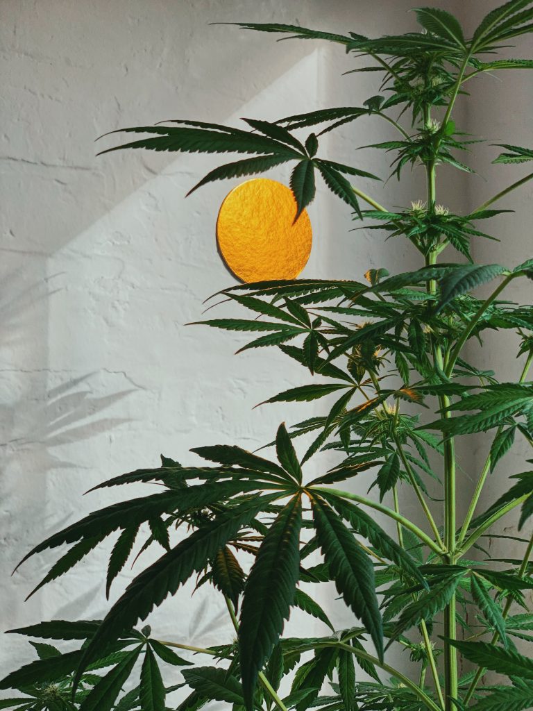 15 Easy Cannabis Strains To Grow