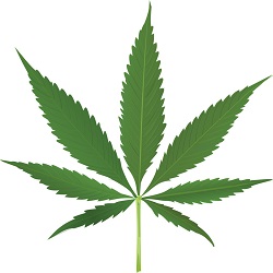 Cannabis Growing Blog